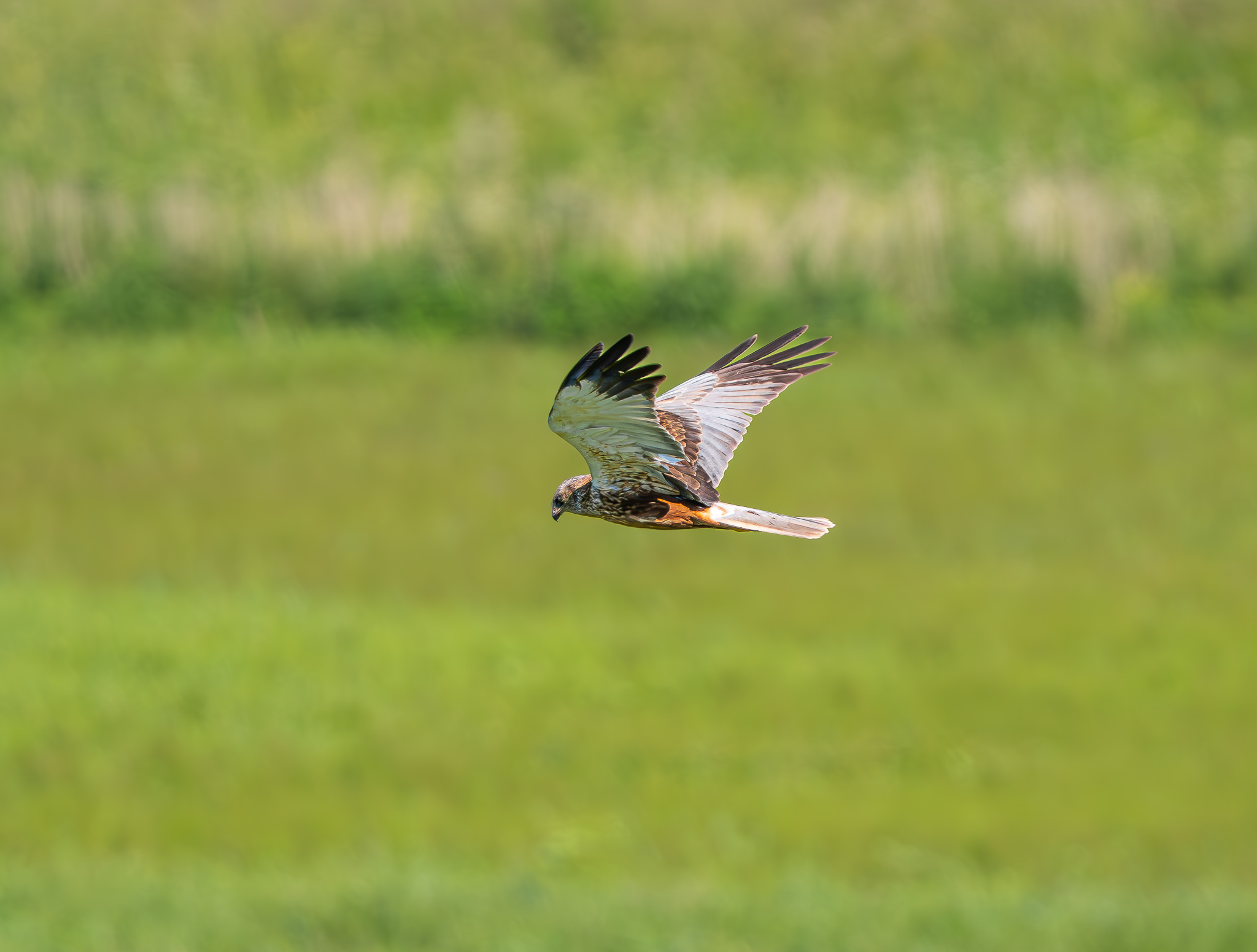 P6204013